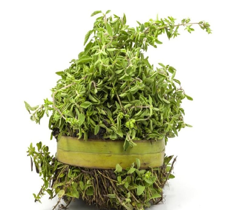 MEJORANA MANOJO CHICO en Querétaro - Distribuidora Hermanos Rojas