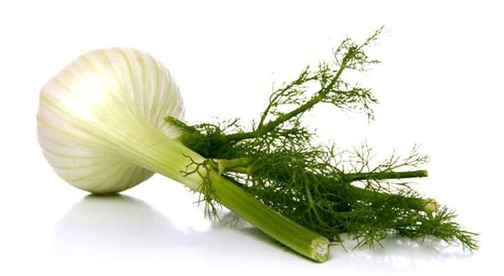 BULBO DE HINOJO en Querétaro - Distribuidora Hermanos Rojas