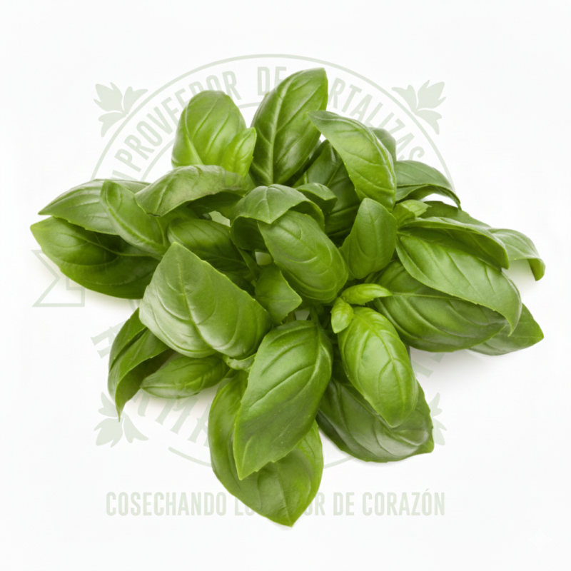 ALBAHACA ITALIANA en Querétaro - Distribuidora Hermanos Rojas