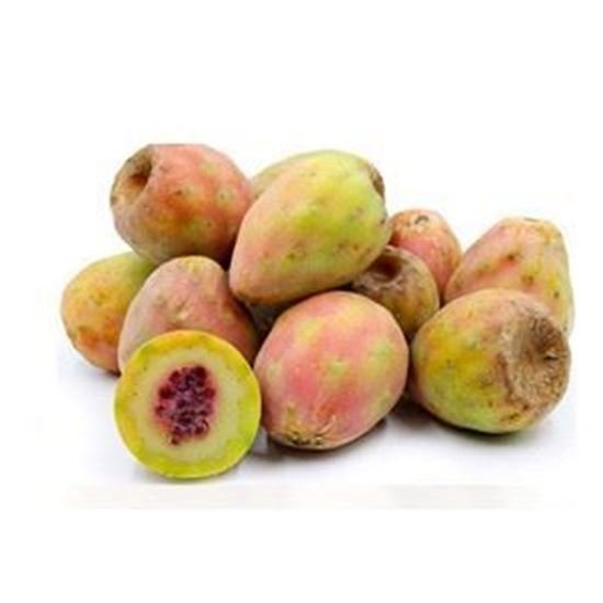 XOCONOSTLE