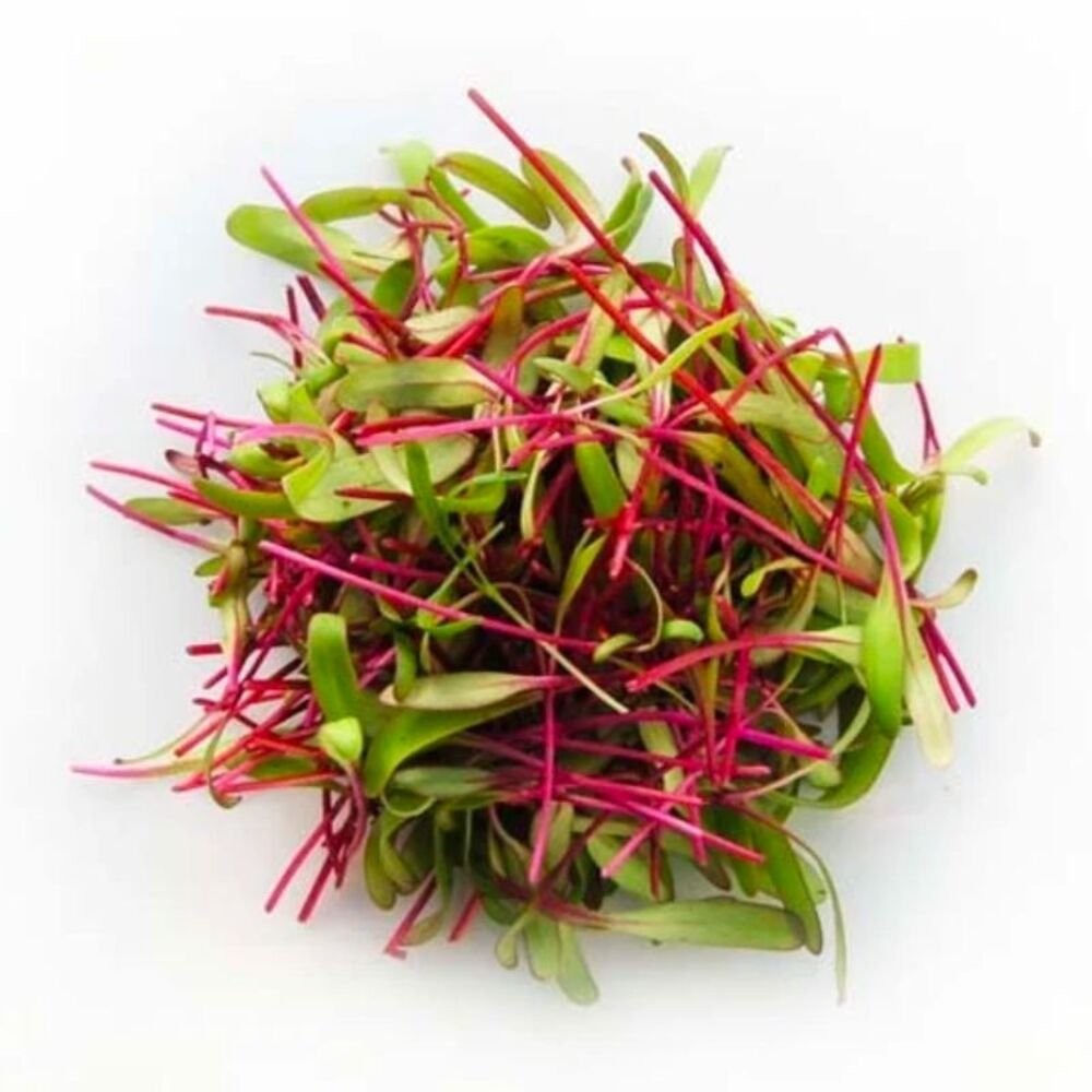 BROTE DE BETABEL en Querétaro - Distribuidora Hermanos Rojas