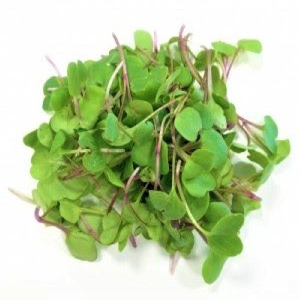 BROTE DE RABANO en Querétaro - Distribuidora Hermanos Rojas