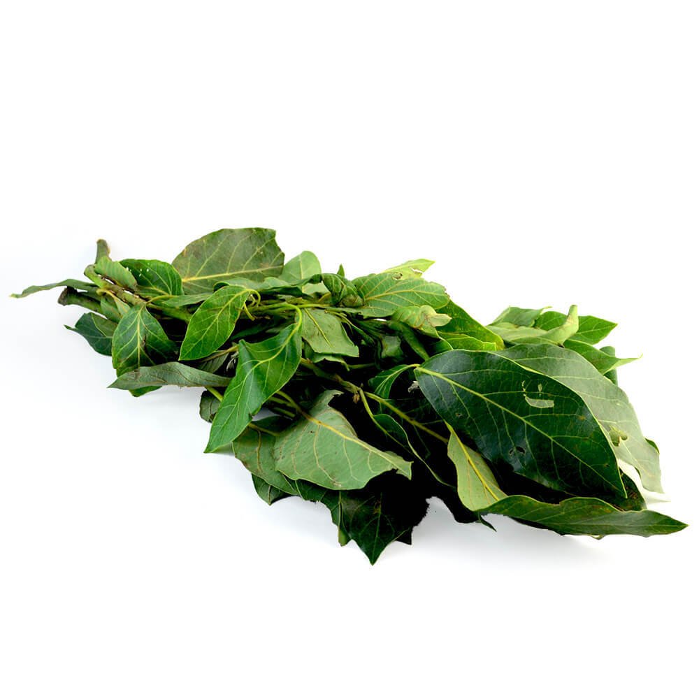 HOJA DE AGUACATE en Querétaro - Distribuidora Hermanos Rojas