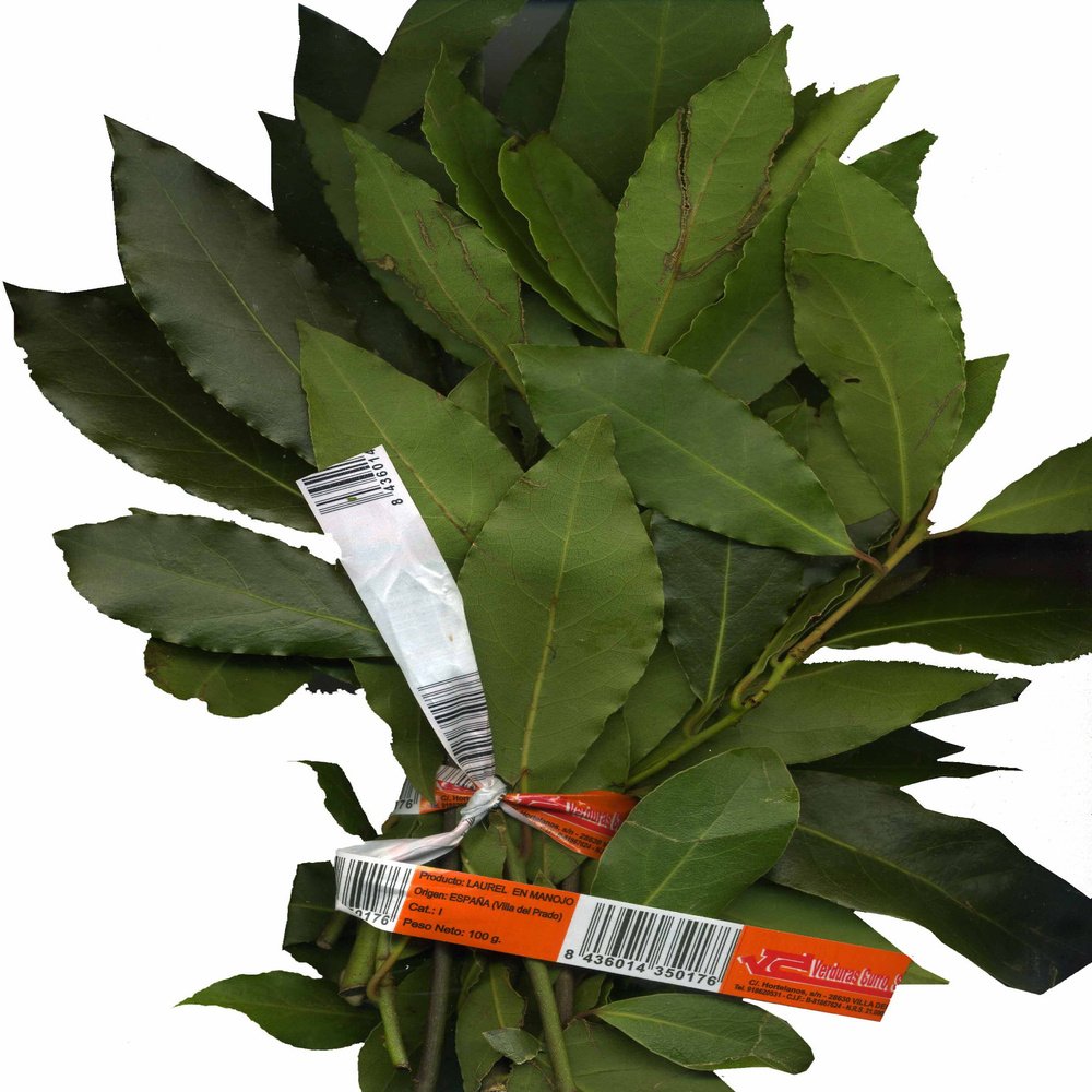 HOJA DE LAUREL FRESCO en Querétaro - Distribuidora Hermanos Rojas