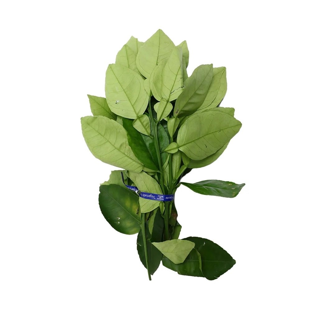 HOJA DE NARANJO en Querétaro - Distribuidora Hermanos Rojas