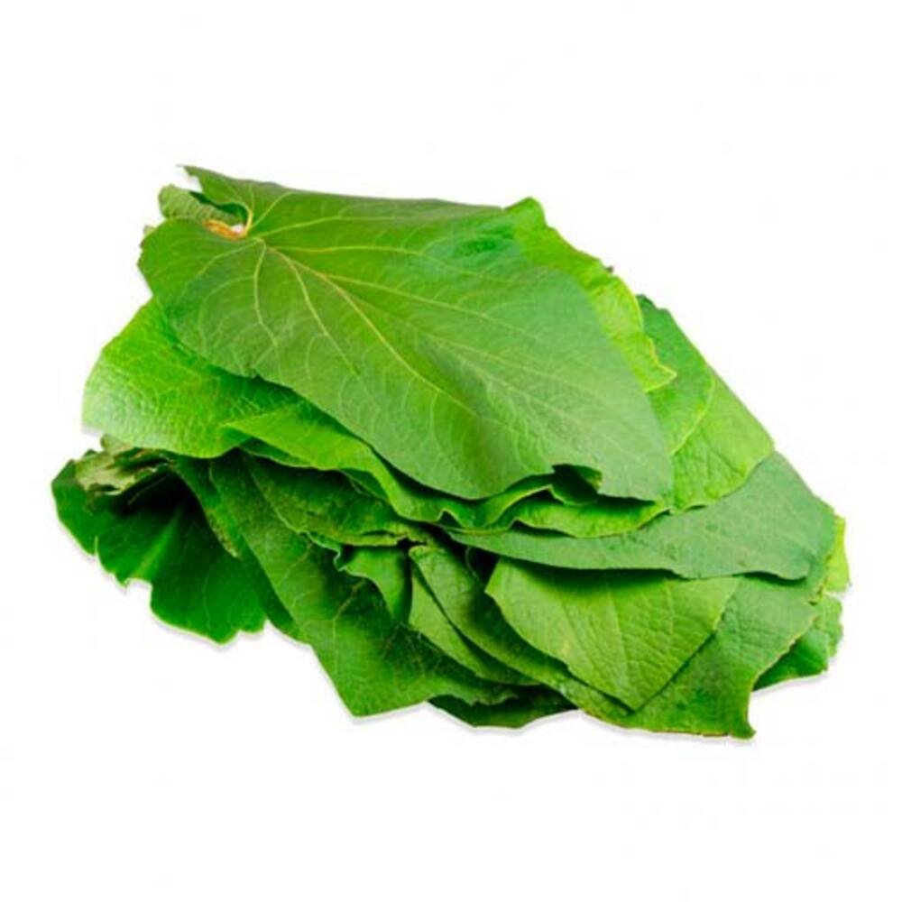 HOJA SANTA en Querétaro - Distribuidora Hermanos Rojas