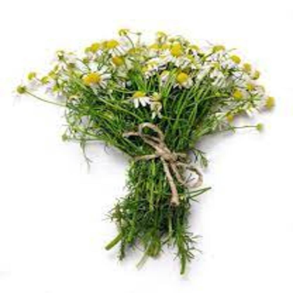 MANZANILLA en Querétaro - Distribuidora Hermanos Rojas