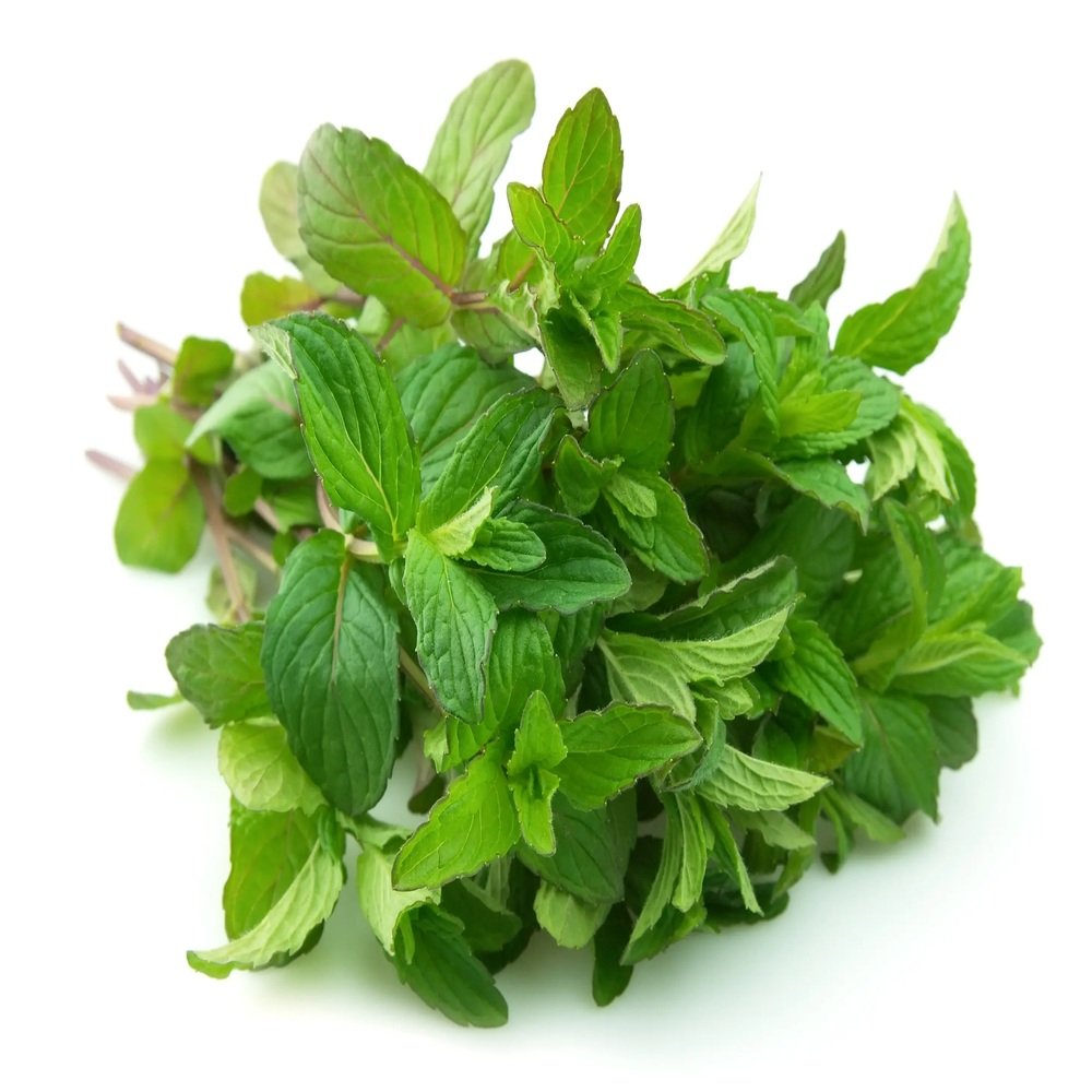MENTA
