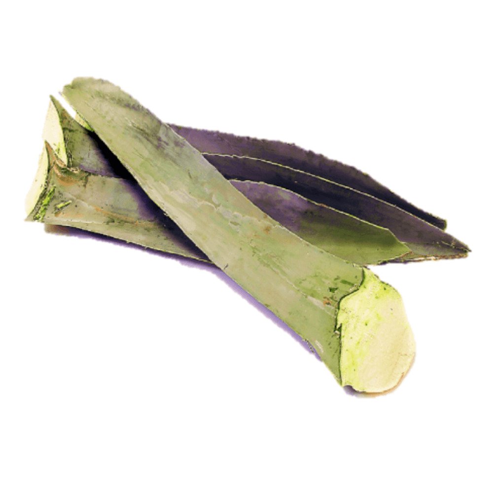 PENCA DE MAGUEY