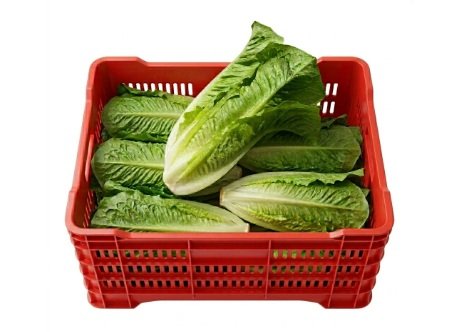 LECHUGA OREJONA 10 pzas en Querétaro - Distribuidora Hermanos Rojas