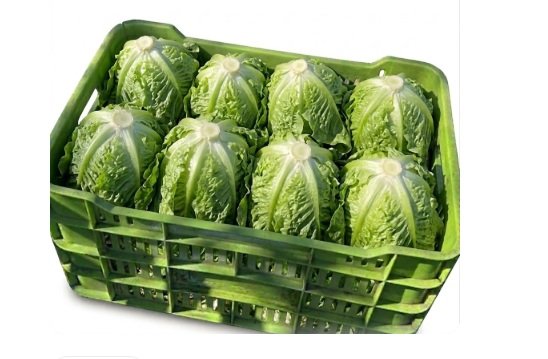 LECHUGA ITALIANA 10 pzas en Querétaro - Distribuidora Hermanos Rojas