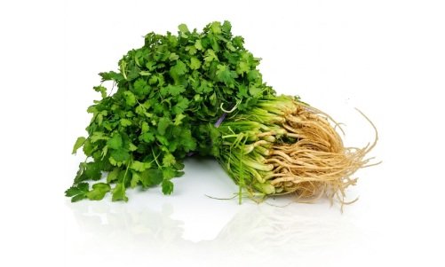 CILANTRO MANOJO GRANDE en Querétaro - Distribuidora Hermanos Rojas