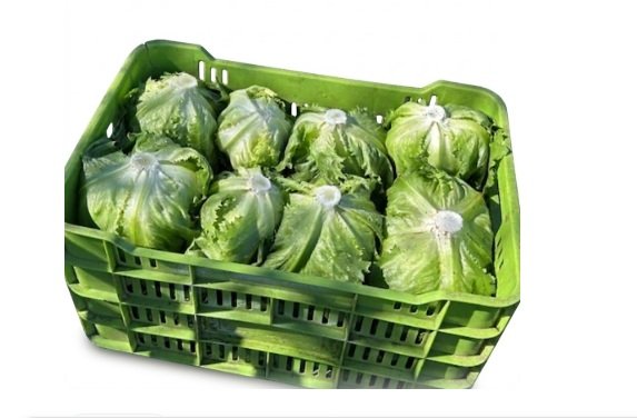 LECHUGA ROMANA 12 pzas en Querétaro - Distribuidora Hermanos Rojas