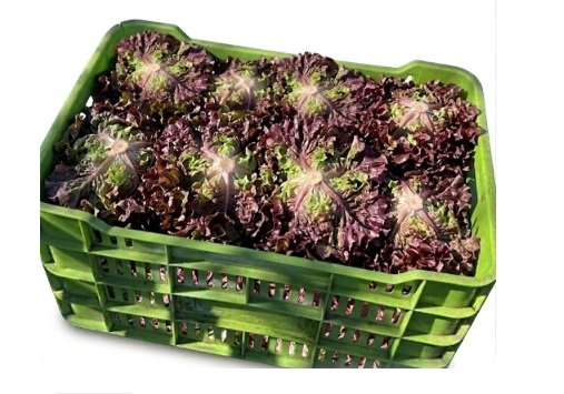 LECHUGA SANGRIA 10 pzas en Querétaro - Distribuidora Hermanos Rojas