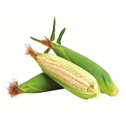 ELOTE BLANCO