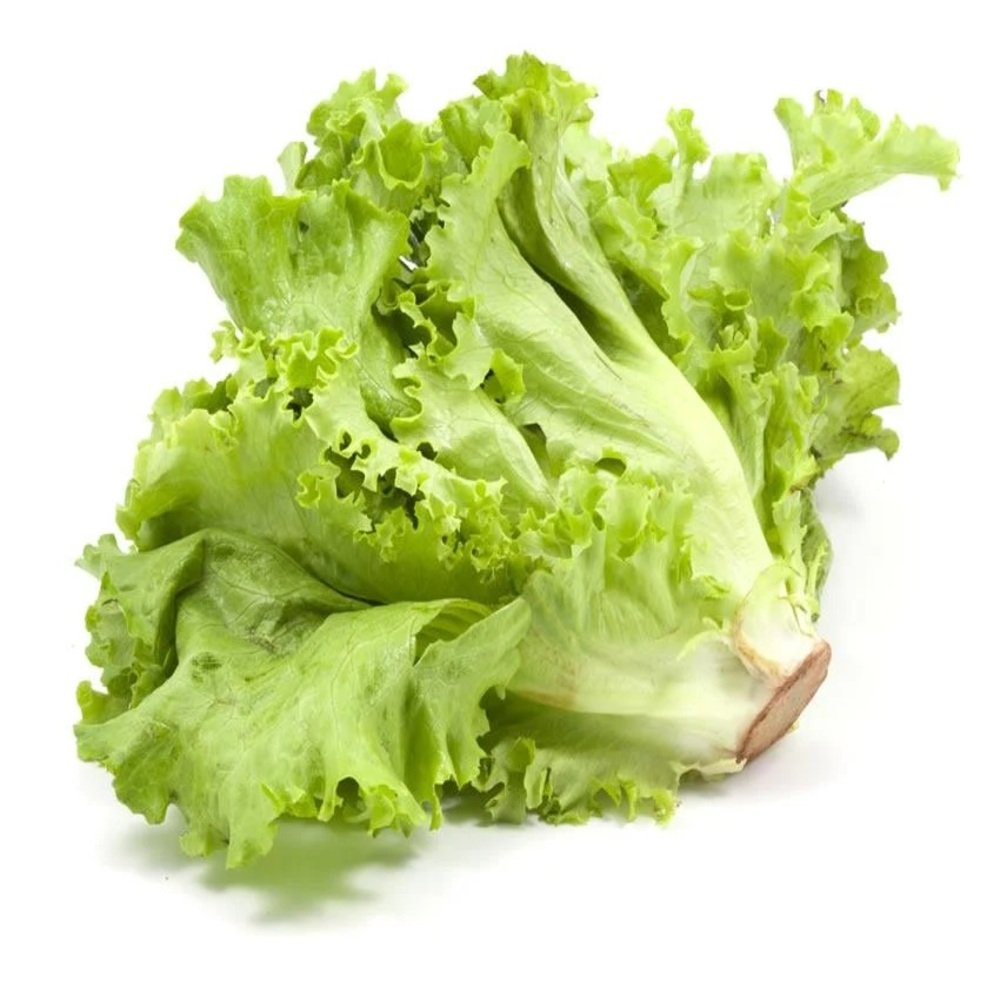 LECHUGA ITALIANA